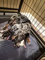 AKC Male 1, a male Miniature Dachshund for sale in Glennville, GA – Photo 3 of 3