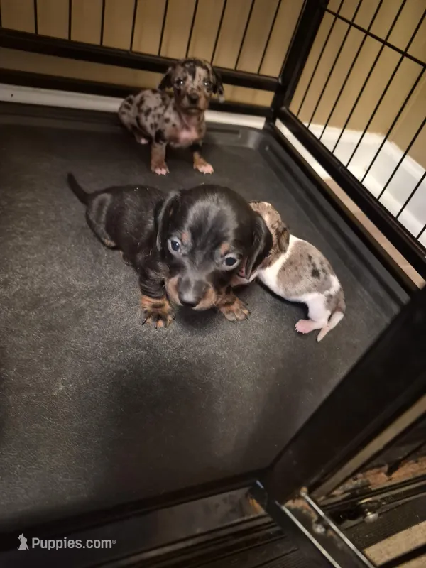 AKC Male 1 – Miniature Dachshund puppy for sale in Glennville, GA