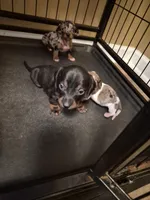 AKC Male 1, a male Miniature Dachshund for sale in Glennville, GA – Photo 1 of 4