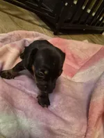 AKC Male 1, a male Miniature Dachshund for sale in Glennville, GA – Photo 2 of 4
