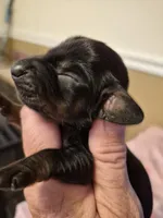 AKC Male 1, a male Miniature Dachshund for sale in Glennville, GA – Photo 2 of 3