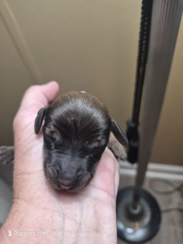 Jackie's Male 2 – Miniature Dachshund puppy for sale in Glennville, GA