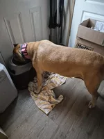 Willow, a female Cane Corso for sale in Glennville, GA – 2 of 2