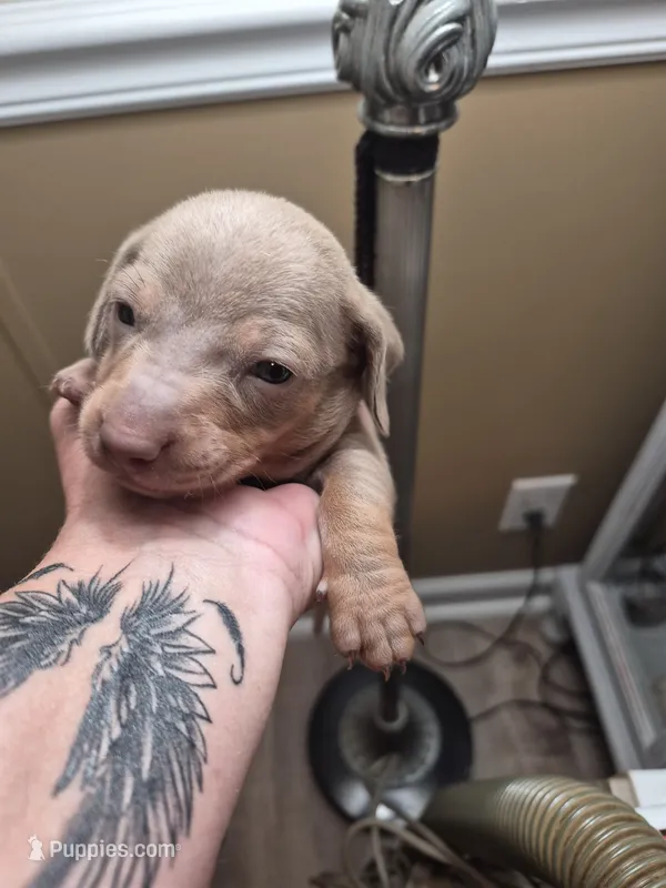 Layla's Male 2 – Miniature Dachshund puppy for sale in Glennville, GA