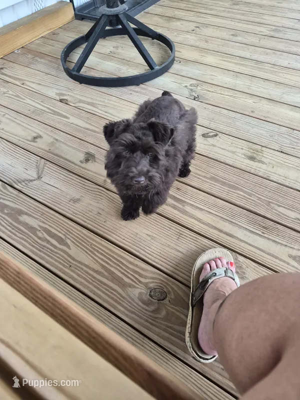 Shadow – Miniature Schnauzer puppy for sale in Glennville, GA