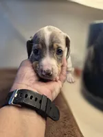 Blue eyed Male, a male Miniature Dachshund for sale in Glennville, GA – Photo 1 of 5