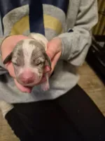 Male 3, a male Miniature Dachshund for sale in Glennville, GA – Photo 3 of 4