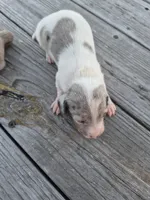 Male 3, a male Miniature Dachshund for sale in Glennville, GA – Photo 1 of 4