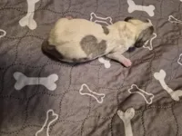 Male 3, a male Miniature Dachshund for sale in Glennville, GA – Photo 2 of 4