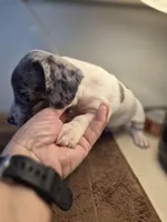 Blue eyed Male, a male Miniature Dachshund for sale in Glennville, GA – Photo 2 of 5