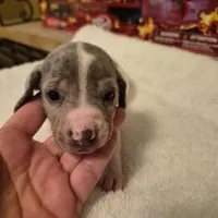 Male 1, a male Miniature Dachshund for sale in Glennville, GA – Photo 2 of 4