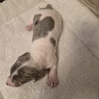 Male 1, a male Miniature Dachshund for sale in Glennville, GA – Photo 4 of 4