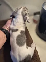 Blue eyed Male, a male Miniature Dachshund for sale in Glennville, GA – Photo 4 of 5