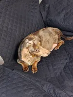 Blue eyed Male, a male Miniature Dachshund for sale in Glennville, GA – Photo 5 of 5