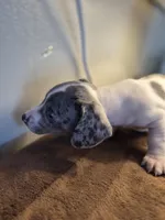 Blue eyed Male, a male Miniature Dachshund for sale in Glennville, GA – Photo 3 of 5