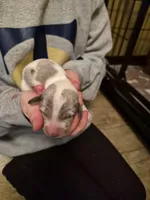 Male 3, a male Miniature Dachshund for sale in Glennville, GA – Photo 4 of 4