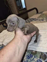 Female 2, a female Miniature Dachshund for sale in Glennville, GA – 2 of 4