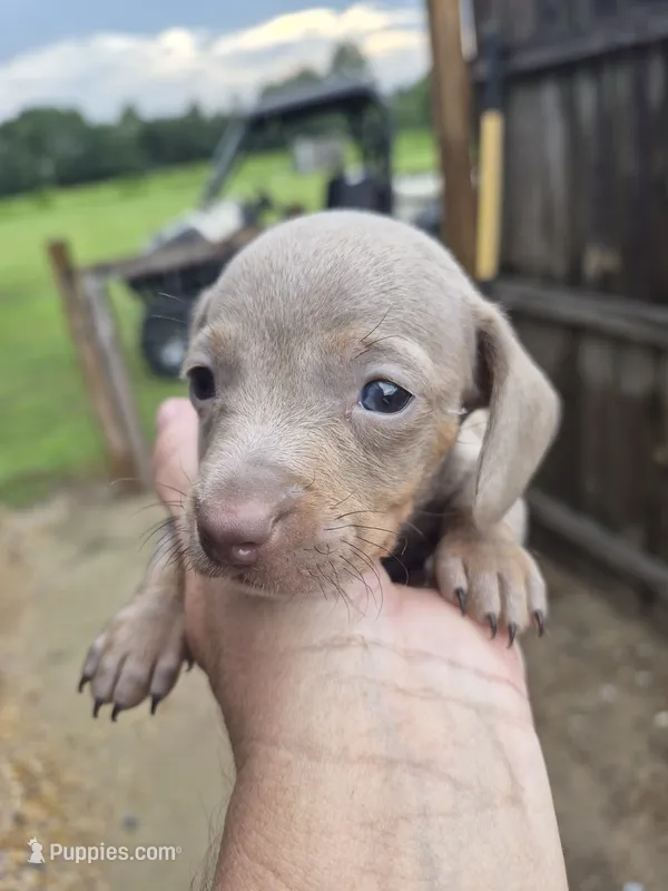 Female – Miniature Dachshund puppy for sale in Glennville, GA