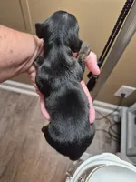 Male 3, a male Miniature Dachshund for sale in Glennville, GA – 2 of 2