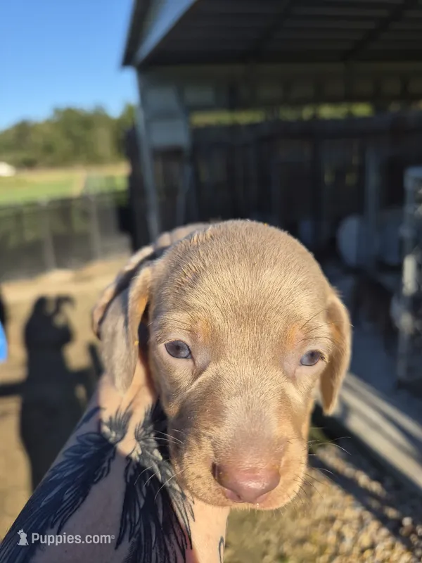 Layla's Male 2 – Miniature Dachshund puppy for sale in Glennville, GA