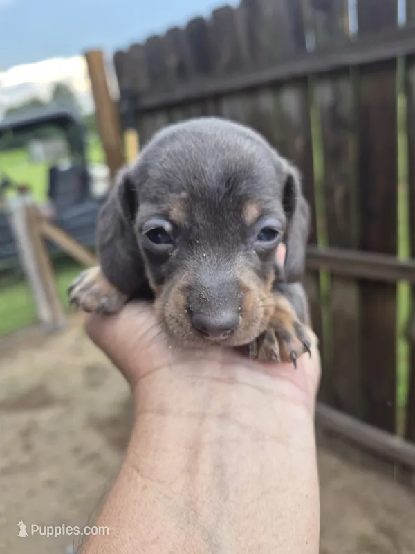 Male 1 – Miniature Dachshund puppy for sale in Glennville, GA