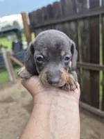 Male 1, a male Miniature Dachshund for sale in Glennville, GA – 1 of 4