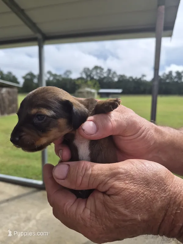 Red Female – Miniature Dachshund puppy for sale in Glennville, GA