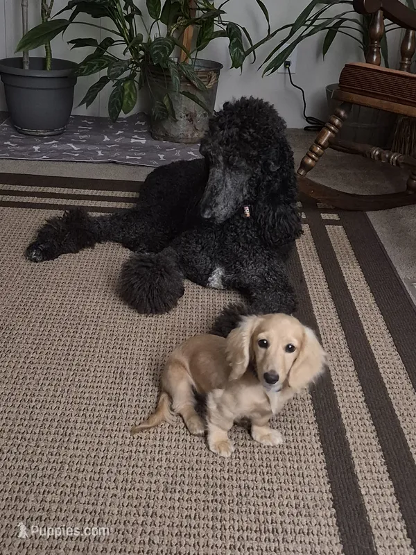 Willow – Poodle - Standard  puppy for sale in Glennville, GA