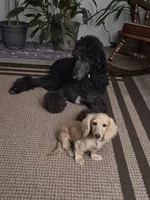 Willow, a female Poodle - Standard  for sale in Glennville, GA – 1 of 4