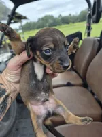 Red male, a male Miniature Dachshund for sale in Glennville, GA – 3 of 3