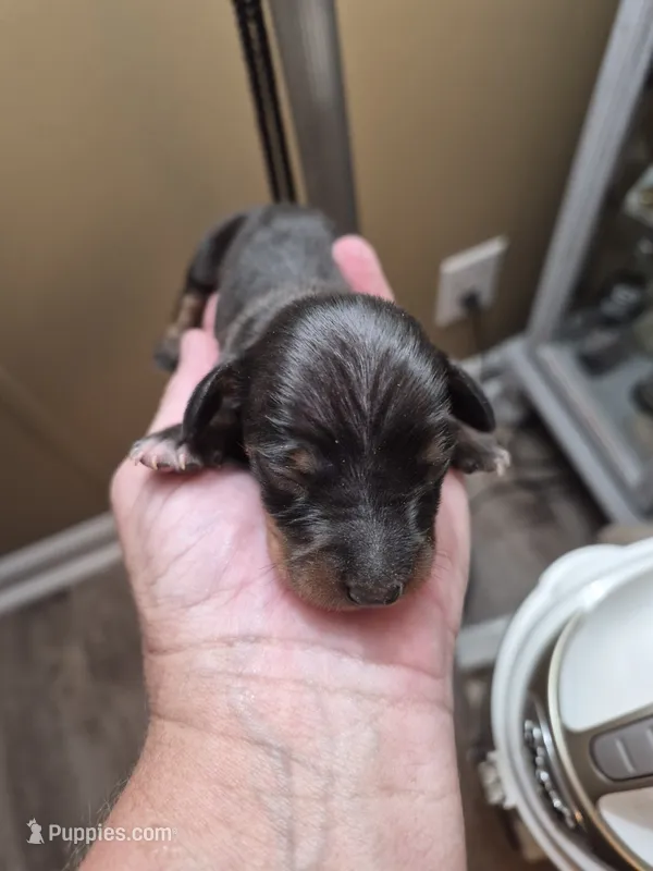 Jackie's Male 1 – Miniature Dachshund puppy for sale in Glennville, GA