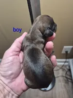 Jackie's Male 2, a male Miniature Dachshund for sale in Glennville, GA – 2 of 2