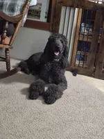 Willow, a female Poodle - Standard  for sale in Glennville, GA – 4 of 4