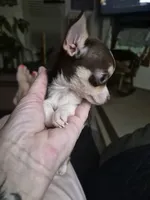 Bugz, a female Chihuahua for sale in Glennville, GA – 3 of 3