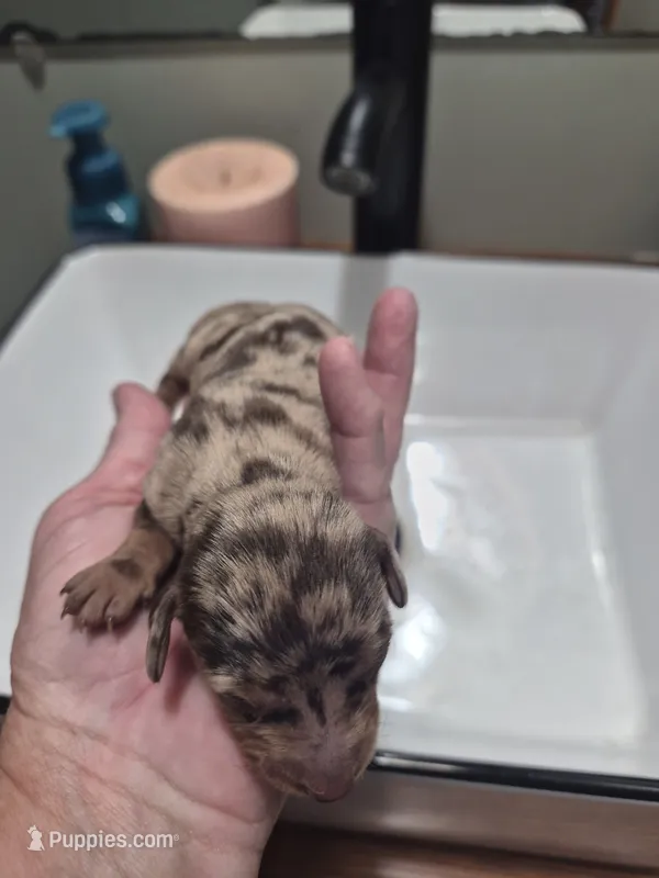Layla's Female – Miniature Dachshund puppy for sale in Glennville, GA
