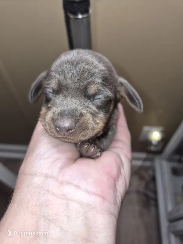 Male 1 – Miniature Dachshund puppy for sale in Glennville, GA