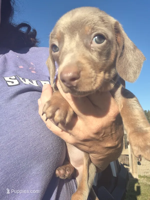 Layla's Male 2 – Miniature Dachshund puppy for sale in Glennville, GA