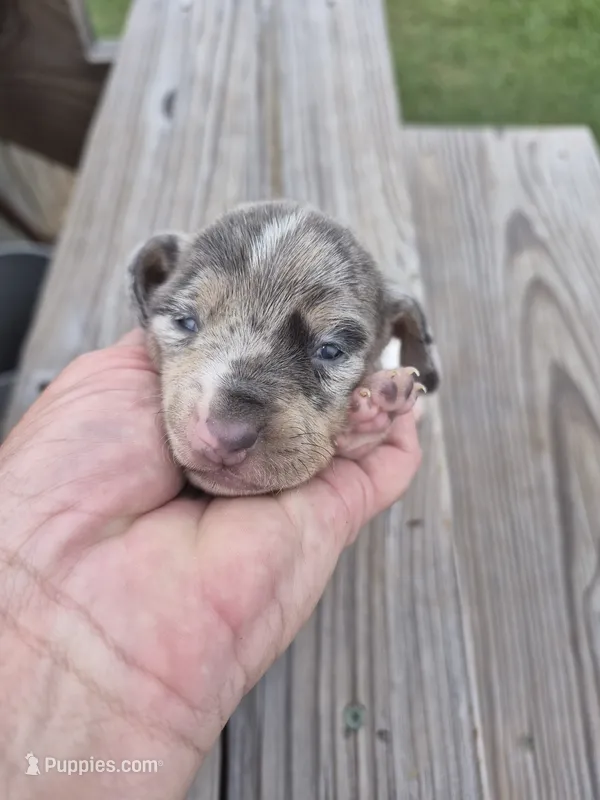 Male 2 – Miniature Dachshund puppy for sale in Glennville, GA