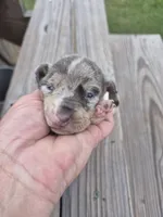 Male 2, a male Miniature Dachshund for sale in Glennville, GA – 1 of 4