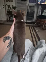 Bugz, a female Chihuahua for sale in Glennville, GA – 2 of 3