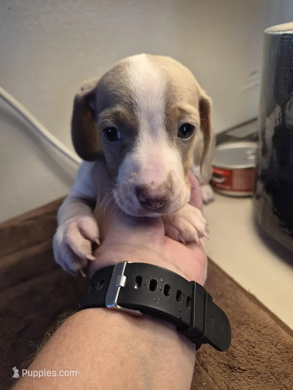 Male 2 – Miniature Dachshund puppy for sale in Glennville, GA