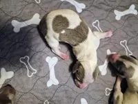 Male 2, a male Miniature Dachshund for sale in Glennville, GA – Photo 3 of 4