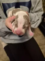 Male 2, a male Miniature Dachshund for sale in Glennville, GA – Photo 4 of 4