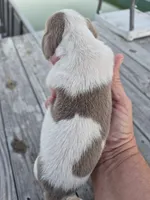 Male 2, a male Miniature Dachshund for sale in Glennville, GA – Photo 2 of 4