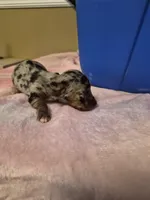 AKC Female, a female Miniature Dachshund for sale in Glennville, GA – Photo 1 of 3