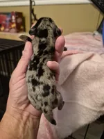 AKC Female, a female Miniature Dachshund for sale in Glennville, GA – Photo 2 of 3