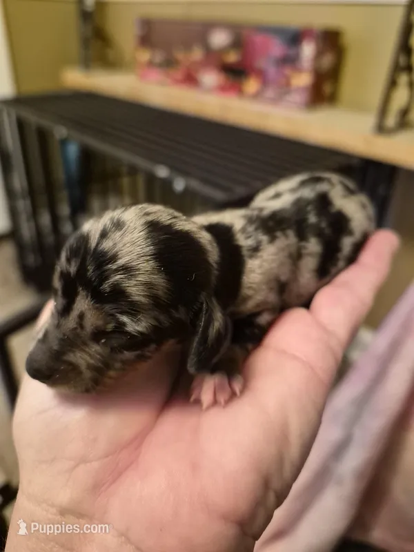 AKC Female – Miniature Dachshund puppy for sale in Glennville, GA