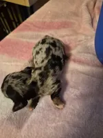 AKC Female, a female Miniature Dachshund for sale in Glennville, GA – Photo 2 of 3