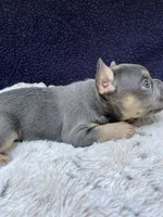 Saber, a male French Bulldog for sale in Troy, MI – 3 of 4