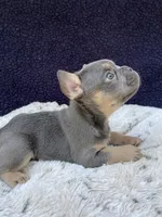 Saber, a male French Bulldog for sale in Troy, MI – 1 of 4